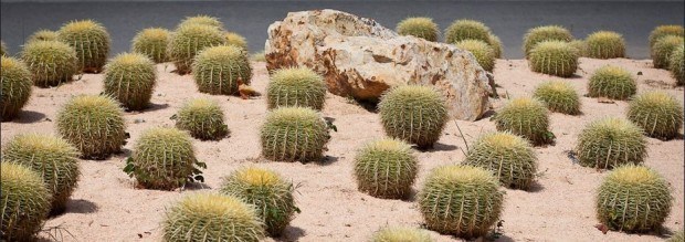 cactuss