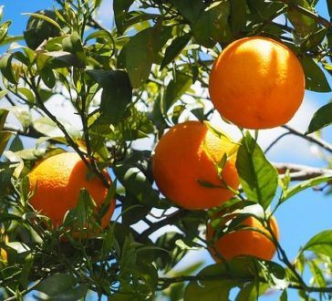 laaghangend fruit