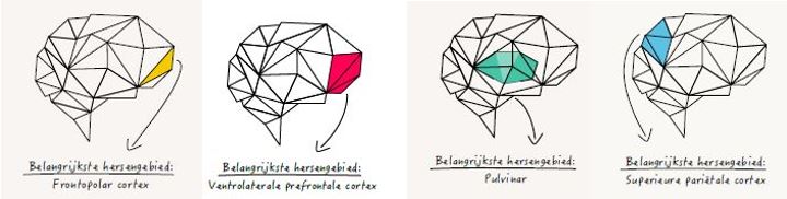 hersengebieden alle 4 brainsfirst