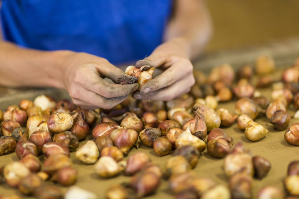 zomerbanen bollen pellen