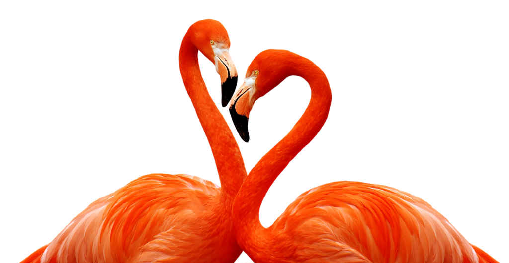 flamingo afwijzing