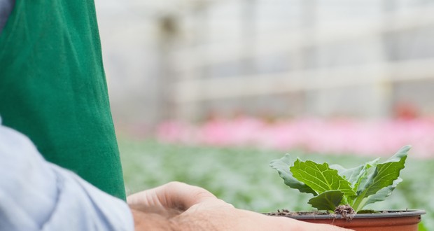 Glastuinbouw wil lagere lonen bij lagere productiviteit