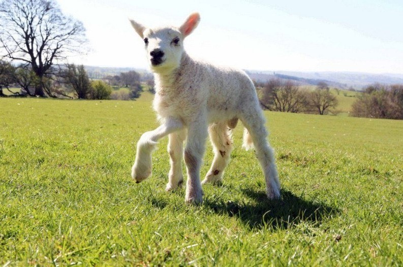 Laat dat schaap met 5 poten toch lekker grazen!