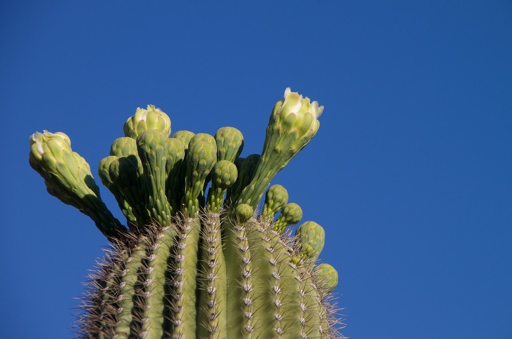 Vergeet STAR, het nieuwe interviewen heet: CACTUS