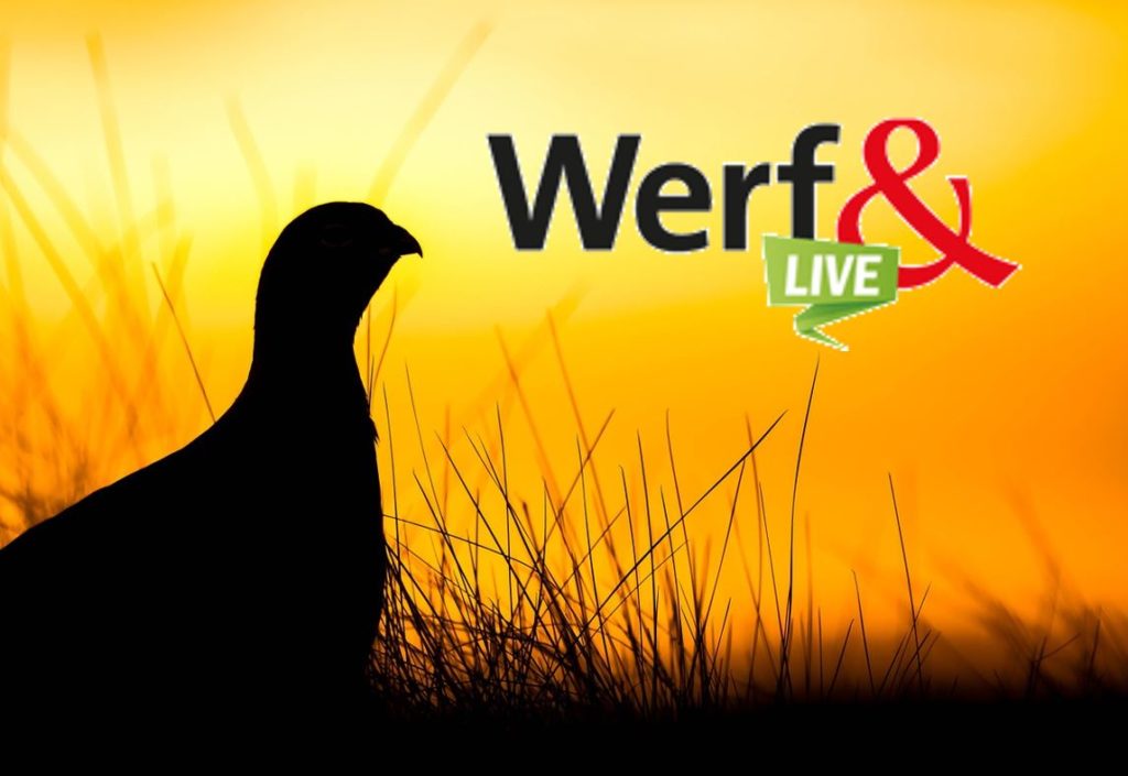 De vroegste vogels profiteren het meest van Werf& Live