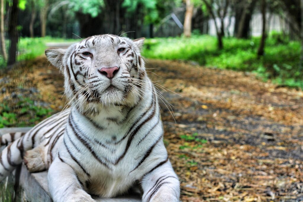 Funny Friday: Bengaalse tijgers ingehuurd voor meer (bio)diversiteit