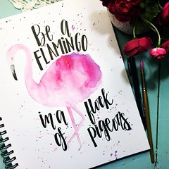 flamingo
