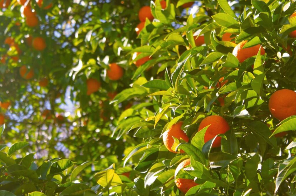 5x laaghangend recruitmentfruit waarmee je direct aan de slag kunt