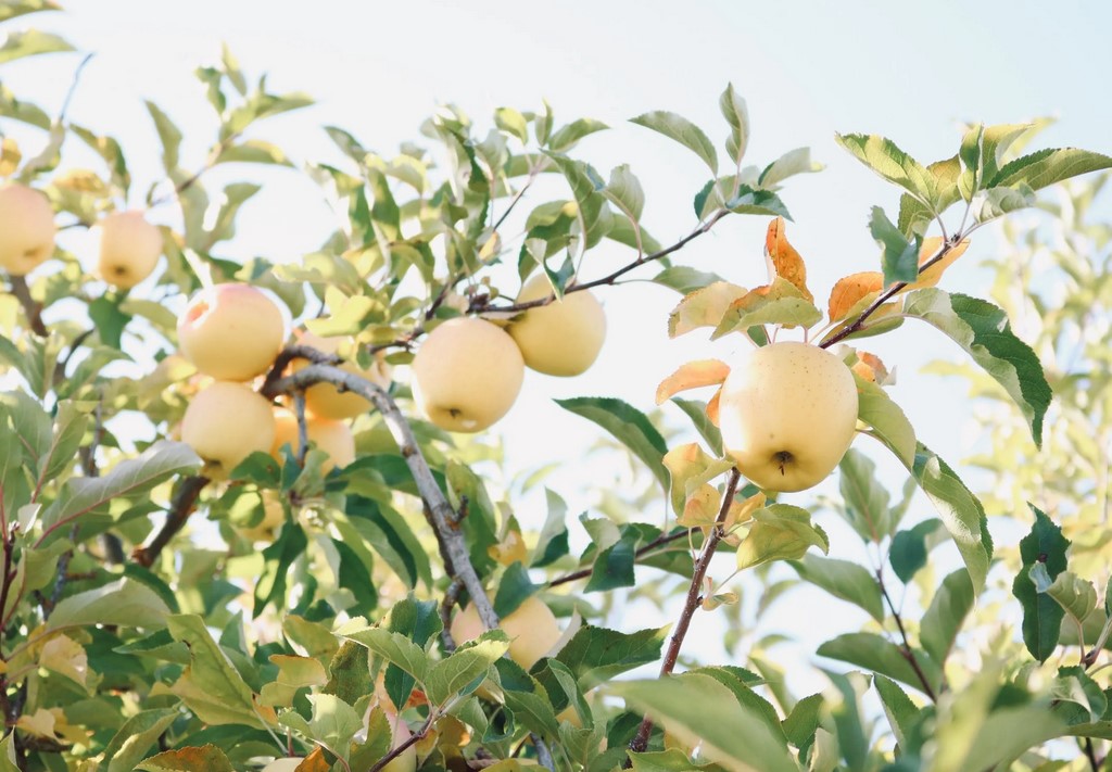 3 keer: laaghangend fruit om de personeelstekorten te lijf te gaan