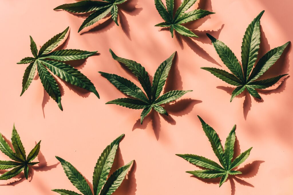 Opvallend: hoe recruitmentplatform voor cannabis-industrie miljoenen ophaalde